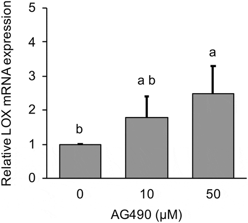 Figure 2. Effect of 0–50 µM AG490 on relative LOX mRNA expression in MG-63 cells after 24 h.LOX mRNA expression was analyzed by real-time qRT-PCR and normalized to RPL32. Data are mean ± SD, n = 3. Bars with different letters differ significantly by Tukey-Kramer’s test (p < 0.05).