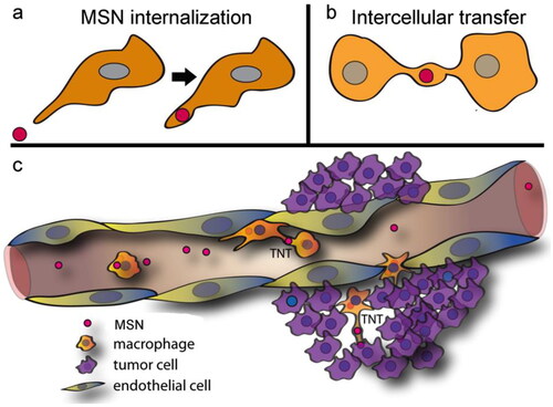 Figure 3. Proposed in vivo trafficking of mesoporous silica nanoparticle (MSN) to the tumor microenvironment. (a) MSN administered intravenously was rapidly internalized by systemic macrophages. (b) Macrophages are highly dynamic and interactive, with intercellular connections, known as tunneling nanotubes (TNT), enabling direct cell-to-cell transfer of MSN to neighboring or distant cells. (c) Proposed movement of MSN to the tumor microenvironment. Reprinted from Franco, S., et al., Direct Transfer of Mesoporous Silica Nanoparticles between Macrophages and Cancer Cells. Cancers, 2020. 12(10). Creative Commons license and disclaimer available from: http://creativecommons.org/licenses/by/4.0/.