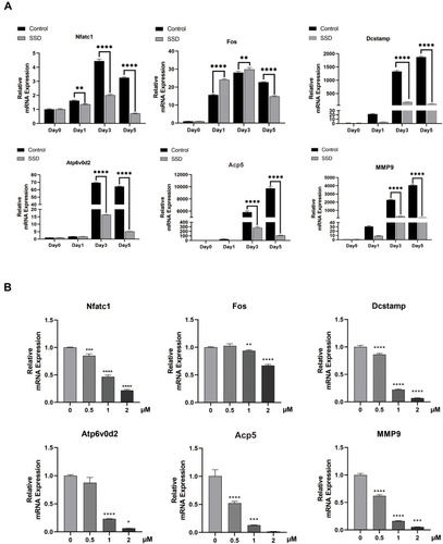 Figure 3 Saikosaponin D reduced the expression level of osteoclast-related genes induced by RANKL in vitro. (A) mRNA expression profile of OMG (osteoclast marker genes) (time-dependent). RT-qPCR (real-time quantitative PCR) was performed on total RNA extracted from cells stimulated by RANKL (50ng/mL) and treated with 2μM SSD for the indicated time points during the 5 day osteoclast culture. With β-actin as the reference, RANKL-induced related mRNA expressions of Dcstamp, MMP9, NFATc1, c-FOS, Atp6V0d2, and Acp5 were normalized. (B) mRNA expression profile of OMG (dose-dependent). RT-qPCR was performed on total RNA extracted from cells stimulated by RANKL (50ng/mL) and treated with various concentrations of SSD for 5 days. With β-actin as the reference, RANKL-induced related mRNA expressions of Dcstamp, MMP9, NFATc1, c-FOS, V-ATPase-d2, and Acp 5 were normalized. Mean ± SD is used to describe the data. Above experiments were conducted independently at least 3 times. ****P <0.0001, ***P<0.001, **P <0.01, *P <0.05.