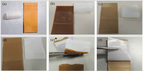 Figure 7. Photographs of samples 1–6 after T-peel test. (a) sample 1, (b) sample 2, (c) sample 3, (d) sample 4, (e) sample 5, and (f) sample 6. * indicates that cohesion failure of rubber occurred in the middle of a T-peel test.
