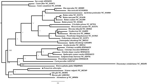 Figure 1 Figure 1. Phylogenetic tree of 30 Rodentiae species as inferred from the nucleotide sequences of 12 concatenated protein-coding genes. Sus scrofa was used as the outgroup. Black triangle represented a sequence from this study.