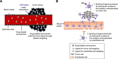 Figure 9 Diagrammatic illustration of passive tumor targeting (A) and active tumor targeting (B) by nanocarriers.Abbreviation: EPR, enhanced permeability and retention.