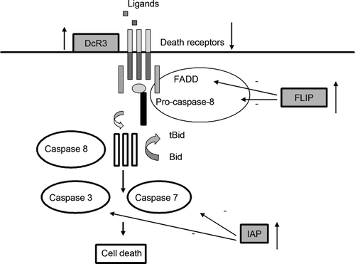 Figure 3.  The extrinsic pathway of apoptosis and its regulation. Death receptor signaling can be inhibited at a different levels, including: overexpression of decoy receptors, diminished expression of death receptors, overexpression of IAP molecules that can inhibit caspase 3 and 7 activity, or overexpression of cellular or viral FLIP molecules that can bind to the death effectors domain of FADD and prevent procaspase 8 recruitment.