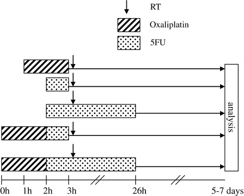 Figure 1.  Time schedules in experiments 1 and 2. Cell survival was analysed by MTT assay.