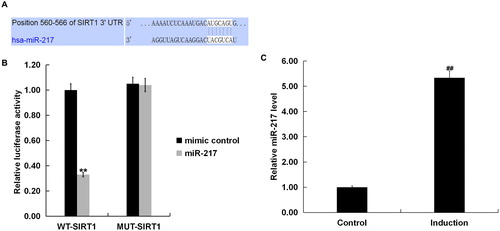 Figure 2. SIRT1 as a target of miR-217.(A) Interaction between miR-217 and 3’UTR of SIRT1 was predicted using microRNA target site prediction software (TargetScan); (B) dual luciferase reporter assay was performed to confirm the binding sites between SIRT1 and miR-217. “MUT-SIRT1” indicates the SIRT1 3’ UTR with a mutation in the miR-217 binding site. UTR, untranslated region. (C) The expression of miR-217 in the H2O2-treated primary human melanocytes was detected using qRT-PCR. Induction: cells were treated with 250 μM H2O2 for 4 h. Control: cells without any treatment.Note: Data were expressed as the mean ± SD. ##p < .01 vs. Control. **p < .01 vs. mimic control.