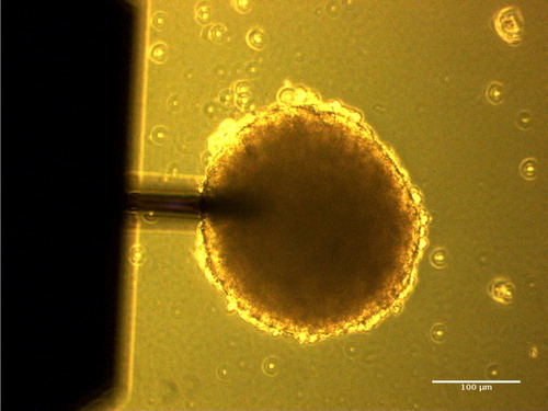 Figure 1. Phase contrast image of the spheroid (size ∼ 200 µm) with AFM cantilever (Nanosensors, TL-NCL, length 225 µm) on top.