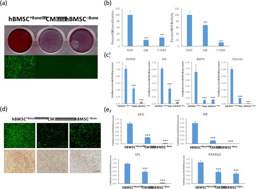 Figure 1. Conditioned medium from hBMSC−Bone suppresses osteoblast and adipocyte differentiation of hBMSC+Bone. hBMSC+Bone, hBMSC+Bone cultured in conditioned medium from hBMSC−Bone for 10 days (CM), and hBMSC−Bone were differentiated into both osteoblasts and adipocytes using osteogenic and adipogenic induction mixture for 7 and 14 days, respectively. (a) The upper panel shows mineralized matrix formation visualized by Alizarin Red S staining; the lower panel shows fluorescent mineralized matrix formation visualized by OsteoImage staining (20× magnification). (b) Quantification of mineralized matrix formation is shown (left panel), which is normalized to the total number of cells; quantification of ALP activity shown as a percentage at day 14 (right panel). Data are presented as means ± SD of three independent experiments; n = 6; ***p < 0.0005. (c) qRT-PCR quantification of osteogenic markers: RUNX2, ON, BMP4 and COL1A1 mRNA expression in cells exposed to osteogenic differentiation medium. The expression of all target genes was normalized to GAPDH. Data are presented as means ± SD from three independent experiments, n = 9; *p < 0.05; **p < 0.005, ***p < 0.0005. (d) The upper panel shows fluorescence Nile Red staining of mature oil filled adipocytes (20× magnification). Cells were stained on day 7 using Oil Red O staining for adipocytes containing lipid droplets, and shown as microscopic images (lower panel, 20× magnification). (e) qRT-PCR quantification for AP2, AN, LPL and PPARG2 mRNA in hBMSC+Bone, CM and hBMSC−Bone. The expression of all target genes was normalized to the expression of GAPDH. Data are presented as means ± SD from three independent experiments, n = 9; *p < 0.05; **p < 0.005, ***p < 0.0005.