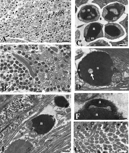 Figure 2. Serpula vermicularis. A, section showing a portion of the coelomic cavity full of male germinal cells in various phases of maturation. B, male germinal cells in various phases of maturation. sc, spermatocytes; sp, spermatozoa. C, spermatids. n, nucleus; a, acrosome; m, mitochondria. D, spermatozoon in which the condensation of the nucleus (n) is not yet complete (arrow). a, acrosome; m, mitochondria. E, spermatozoon. n, nucleus; a, acrosome; m, mitochondria, f, flagellum. F, picture at high magnification of the acrosome (a). n, nucleus. G, section at level of the flagella. Scale bars: A, 20 μm. B, 5 μm. C, 1.5 μm. D, 0.6 μm. E, 1 μm. F, 170 nm. G, 0.5 μm.