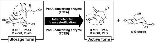Fig. 1. Reactions catalyzed by tuliposide-converting enzymes (TCEs).