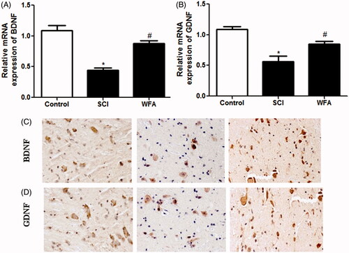 Figure 2. WFA promoted the expression of BDNF and GDNF in spinal cord. Real-time PCR and immunohistochemistry were performed to measure the mRNA- and protein expression of (A and C) BDNF and (B and D) GDNF in spinal cord tissues in SCI mice treated with saline or WFA (10 mg/kg). *p < 0.05, compared with control mice; #p < 0.05, compared with SCI mice.