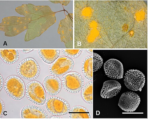 Figure 3. Coleosporium puawhananga on Clematis sp.: A, Uredinia. B, Close-up of uredinia. C, Urediniospores. D, SEM image of urediniospore. Scale bars = 20 μm.