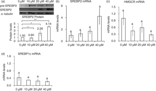 Fig. 4 Nuclear SREBP-2 and HMGCR levels in genistein-treated cells. Protein (a) and mRNA levels of SREBP-2 (b), and HMGCR (c) in cells treated with 10, 20, and 40 µM genistein for 24 h. The results are expressed as mean±SE of at least three independent experiments. Different letters (a–c) represent significant differences between all groups (p<0.05) by ANOVA or two groups by student's t-test. *p<0.05, **p<0.01.