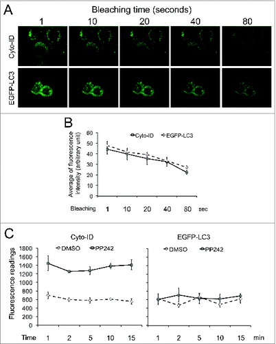 Figure 2. The Cyto-ID dye but not EGFP-LC3 was suitable for spectrophotometry. (A) Light sensitivity of the Cyto-ID dye or EGFP-LC3. HeLa cells transfected with or without EGFP-LC3 were treated with 10 μM PP242 for 4 h. HeLa cells with no EGFP-LC3 were further stained with the Cyto-ID. Images at the same field were taken at different time points (1 to 80 sec) after exposing cells to the light. (B) Quantification of fluorescent dots in images presented in A. The average intensities were obtained from 5 fluorescent dots and the error bars depicts means ± s.d. (C) Fluorescence intensities of the Cyto-ID or EGFP-LC3 recorded by a spectrophotometer at various time points.