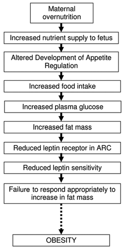 Figure 4 Overview of our current working hypothesis on the pathway through which maternal overnutrition results in the programming of obesity in postnatal life.