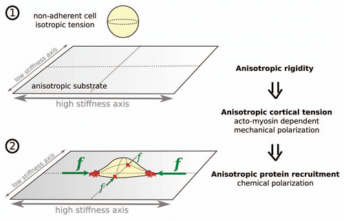 Figure 4 A model of initial cell “polarization” on a substrate with anisotropic rigidity. (1) When cell is non-adherent, acto-myosin based cortical tension is isotropic and the cell is rounded. (2) When cell reaches the substrate and begins to spread, tension in the free part of the cortex is transferred to the substrate through adhesions situated at the cell periphery. Since the rate of force build-up increases with stiffness, cortical tension will become anisotropic. This will result in higher forces applied on the cell poles situated along the stiffest axis of the substrate. Following adhesions sensitivity to force, these poles will concentrate adhesion complexes and their related mechano-chemical signaling processes.