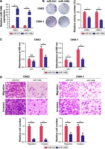 Figure 2 Inhibition effects of miR-148b on proliferation, migration, and invasion of CNE2 and C666-1 cells.