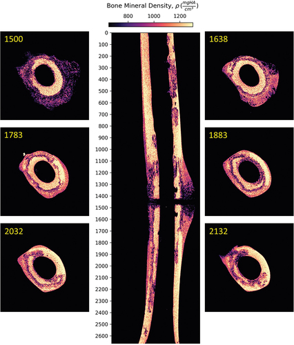 Figure 9. Noteworthy pattern of extreme remodelling in the sheep L. Remodelling at the outer wall of cortical bone (slice #1500) formed a ring of low BMD at the outer wall (#1638) extending inward to the core (#1783) and reaching the inner wall partially (#1883) before occupying an irregular region of cortex (#2032 and #2132).