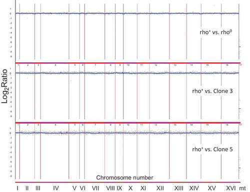 Figure 8. Analysis of the variability in the gene copy number of strains bud1Δ rho+, rho° and two clones 3 and 5 using array CGH. Each gray dot represents the value of the log2 ratio for an individual gene. Blue lines were provided to emphasise the most accented differences (DNA losses and gains)