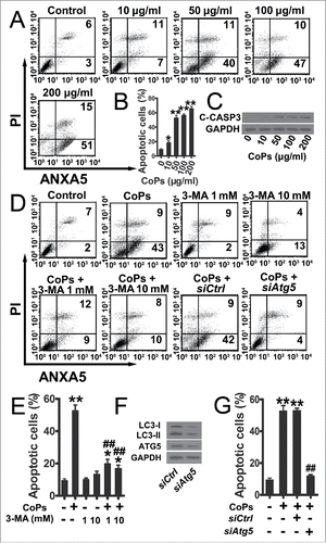 Figure 3. Autophagy mediated the increase in osteoblast apoptosis induced by CoPs. (A) Flow cytometry analysis of ANXA5 and propidium iodide staining of osteoblast cells cultured with various concentrations (0, 10, 50, 100, 200 µg/ml) of CoPs for 24 h. (B) Quantification analysis of apoptotic cells in (A) (both upper- and lower-right quadrants in representative dot plots as shown). Data are represented as means ± S.D. from 3 independent experiments. *, P < 0.05 and **, P < 0.01 vs. the control. (C) Western blots performed after osteoblast cells were cultured with various concentrations (0, 10, 50, 100, 200 µg/ml) of CoPs for 24 h. (D) Flow cytometry analysis of ANXA5 and propidium iodide staining of osteoblast cells cultured with various concentrations (0, 1, 10 mM) of 3-MA, siCtrl and siAtg5 prior to being treated with 50 µg/ml of CoPs for 24 h. (E, G) Quantification analysis of apoptotic cells in (D) (both upper- and lower-right quadrants in representative dot plots as shown). Data are presented as means ± S.D. from 3 independent experiments. *, P < 0.05 and **, P < 0.01 vs. control; ##, P < 0.01 vs. CoPs group. (F) Western blots performed after osteoblast cells were cultured in siCtrl or siAtg5 prior to treatment with CoPs (50 µg/ml) for 24 h. c-CASP3, cleaved CASP3; siCtrl, siControl.