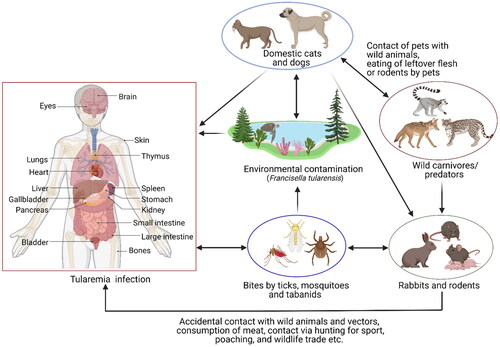 Figure 2. Diagrammatic representation of the terrestrial and aquatic cycles of tularemia.