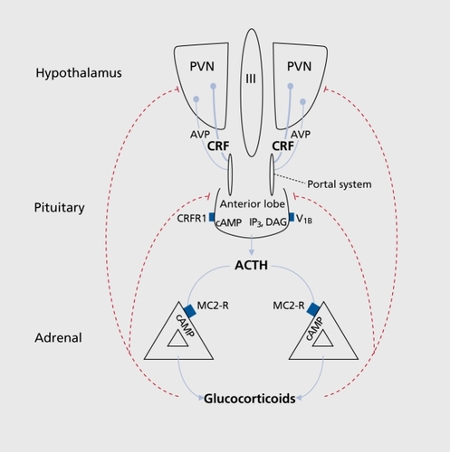 Figure 1. Schematic representation of the hypothalamic-pituitary-adrenal (HPA) axis. Hypophysiotropic neurons localized in the paraventricular nucleus (PVN) of the hypothalamus synthesize corticotropin-releasing factor (CRF) and vasopressin (AVP). In response to stress, CRF is released into hypophysial portal vessels that access the anterior pituitary gland. Binding of CRF to the CRF type 1 receptor (CRFR1) on pituitary corticotropes activates cyclic adenosine monophosphate (cAMP) pathway events that induce the release of adrenocorticotropic hormone (ACTH) into the systemic circulation. In the presence of CRF, AVP elicits synergistic effects on ACTH release that are mediated through the vasopressin V1b receptor. Circulating ACTH binds to the melanocortin type 2 receptor (MC2-R) in the adrenal cortex where it stimulates glucocorticoid synthesis and secretion into the systemic circulation. Glucocorticoids regulate physiological events and inhibit further HPA axis activation (red lines) through intracellular receptors that are widely distributed throughout the brain and peripheral tissues. IP3, inositol triphosphate; DAG, diacylglycerol