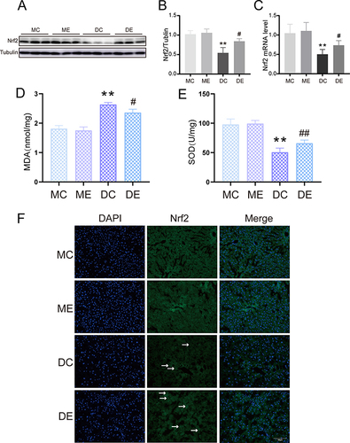 Figure 3 The effect of aerobic exercise on oxidative stress. (A) Representative Western blotting results of Nrf2 expression in the livers from the MC, ME, DC, and DE groups. (B) Quantification of Nrf2 protein expression normalized to tubulin. (C) Semiquantification of Nrf2 mRNA levels. (D) Liver MDA level. (E) Liver SOD activity. (F) Representative images of immunofluorescence staining for Nrf2 in the liver (green), the white arrows represent the Nrf2 positive cells, scale bar: 100 μm. The mean ± SD is shown in the graph for each group, n=10. Values are statistically significant at **p < 0.01 versus the MC group, #p < 0.05, ##p < 0.01 versus the DC group. MC: sedentary m/m mouse group, ME: m/m mice with aerobic exercise training group, DC: sedentary db/db mouse group, DE: db/db mice with aerobic exercise training group. Nrf2: Nuclear factor E2-associated factor-2.