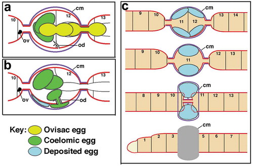 Figure 9. Diagrammatic summary of the behaviour of eggs during oviposition in Tubifex. (a) Ovisac eggs move to the ovarian coelom. (b) Coelomic eggs pass through the oviduct. (c) Deposited eggs stay within the cocoon during the three-step withdrawal of the anterior segments through the cocoon. cm, cocoon membrane; od, oviduct; ov, ovary. Not to scale.