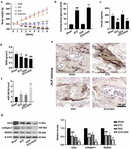 Figure 1. The rat model of diabetic osteoporosis was established. (a-c) Diabetes was mediated by STZ in rats. Subsequently, bilateral OVX was carried out. The rats were fed for 8 weeks, and body weight was detected once a week. Then the animals were fasted overnight, and fasting blood glucose and blood insulin contents were assessed using the commercial kits. Finally, all the animals were sacrificed, and rat femur tissues were collected for following experiments. (d) Detection of BMD. (e) ALP staining was performed in femur tissues. Scale bar = 100 μm. (f) Measurement of miR-340-5p expression by qRT-PCR. (g) Evaluation of OCN, collagen-I, and RUNX2 levels with immunoblotting. β-actin was used as the internal reference. STZ, streptozotocin; OVX, ovariectomy; BMD, bone mineral density; ALP, alkaline phosphatase; OCN, osteocalcin. Data were expressed as means ± SD (N = 6 per group). #P < 0.05, ##P < 0.01, and ###P < 0.001 versus sham group; **P < 0.01 and ***P < 0.001 versus OVX group