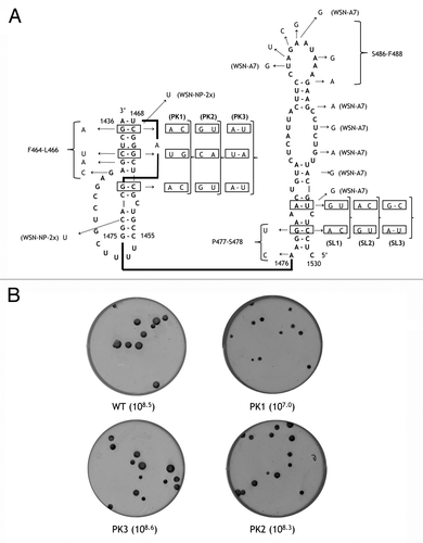 Figure 2. (A) The predicted vRNA structure in the region 1530–1436 and mutations introduced in this domain. The mutations described previously are denoted as in the original publications: F464-L466; P477-S478; S486-F488Citation38 and WSN-NP-2x; WSN-A7.Citation39 The mutations made in this work are boxed. Although the structure is shown for the negative sense vRNA, the sequence numbering of the (+) sense RNA is used. (B) plaque assays of the WT virus (PR/8/34) and the pseudoknot mutants (PK1, PK2 and PK3). Virus titers (TCID50/ml) are shown in brackets.