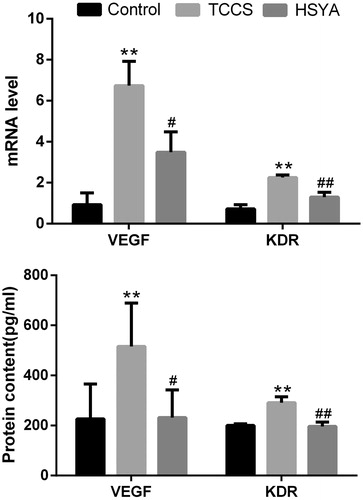 Figure 3. mRNA and protein expression of HUVEC VEGF and KDR in each group. Note: compared with the control group, **p <0.01; compared with the TCCS group, #p <0.05, ##p <0.01.