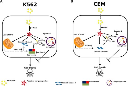 Figure 10 Cell death mechanism induced by CH-AuNPs in leukemic cells. (A) In K562 cells, CH-AuNPs induce ROS production that are inhibited using NAC. ROS production leads to loss of mitochondrial membrane potential, caspase-3 activation, and nuclear alterations. Nuclear alterations include DNA damage (γ-H2Ax) and degradation. During, apoptosis inhibition with QVD, cell death is maintained while it is inhibited with necrostatin-1. (B) In CEM cells, CH-AuNPs generate ROS production (inhibited with NAC) leading to caspase-dependent cell death. ROS production induces loss of mitochondrial membrane potential, DNA damage (γ-H2Ax) and degradation, and cleaved of caspase-3 to trigger cell death. Finally, QVD inhibits the cell death induced by CH-AuNPs. In A and B, pro-survival autophagy is activated.