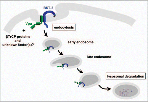 Figure 3 Schematic diagram of the direct internalization of cell-surface BST-2 by HIV-1 Vpu followed by lysosomal degradation.