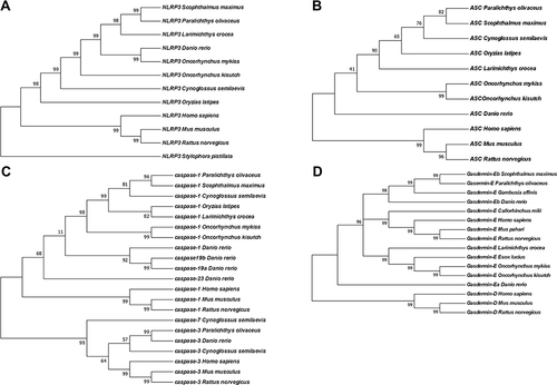 Figure 2 Phylogenetic trees of genes involved in pyroptosis including GSDMD and GSDME (A), caspases (B), NLRP3 (C), ASC (D) in representative teleost and mammals.