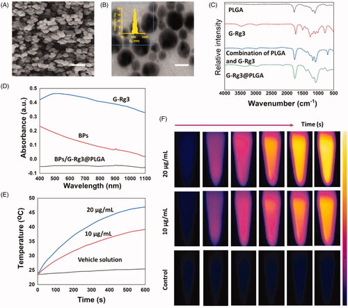 Figure 2. Fabrication and characterizations of BPs@PLGA. (A) SEM investigation of BPs@PLGA. Scale bar 100 nm. (B) TEM examination of BPs@PLGA (inset: size distribution of BPs@PLGA). Scale bar 200 nm. (C) FT-IR spectral analysis of PLGA, G-Rg3, combination of PLGA and G-Rg3, and G-Rg3@PLGA nanocomposites. (D) UV–vis–NIR absorptions spectral analysis of BPs/G-Rg3@PLGA, BPs, and G-Rg3. (E) Temperature elevations of BPs/G-Rg3@PLGA at various concentration under laser 808 nm NIR radiations at a densities for 600 s of 1.0 W/cm2. (F) IR-thermal imaging of BPs/G-Rg3@PLGA at various concentration (s).