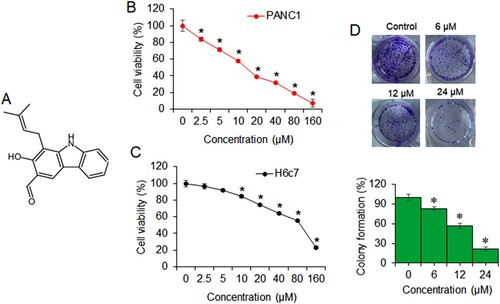 Figure 1. Heptaphylline inhibits pancreatic cancer cell growth. (A) Molecular formula of heptaphylline (B) MTT proliferation assay of PANC1 pancreatic cancer cells administered with 0–160 µM heptaphylline (C) MTT proliferation assay of H6c7 normal pancreatic ductal cells administered with 0–160 µM heptaphylline (D) clonogenic assay of PANC1 pancreatic cancer cells administered with 0, 6, 12 µM or 18 µM heptaphylline. Experiments were performed independently in triplicates and data presented as mean ± SD (*P < .05).