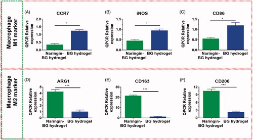 Figure 5. Expression levels of the various genes for BG hydrogel and Naringin–BG hydrogel. (A–C) In RAW264.7 cells macrophage M1 marker genes expression levels for CD86, iNOS and CCR7. (D–F) In RAW264.7 cells macrophage M2 marker genes expression levels for CD206, CD163 and ARG1. * and ** denote p < .05, and p < .01, respectively.