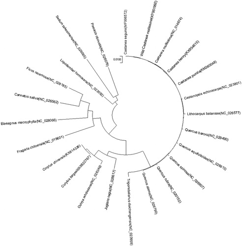 Figure 1. Phylogenetic tree inferred using MEGA6 software from 24 complete chloroplast genomes.