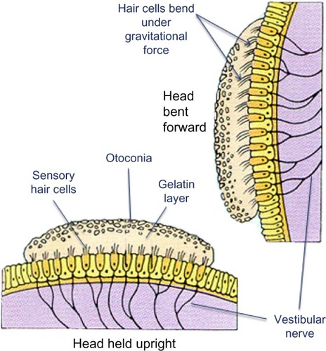 Figure 5 The bottom image represents orientation of hair cells within the utricle when the head is upright.