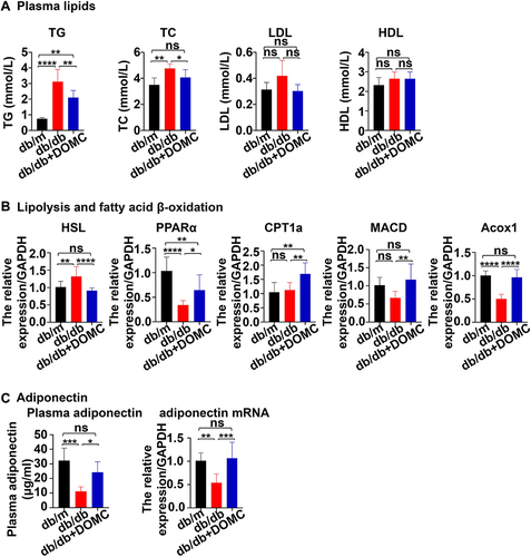 Figure 1 DOMC reduced plasma lipids by regulation of lipolysis and β-oxidation. (A) Plasma TG, TC, LDL, and HDL measurements after a 4-week experiment. (B) RT-qPCR analysis for detection of lipolysis and fatty acid β-oxidation associated gene PPARα, CPT1a, MACD, and Acox1 on epididymal adipose tissue. (C) Plasma adiponectin and gene expression of adiponectin on epididymal adipose tissue. The data were presented as means ± SD; n=6-10/group. *p<0.05, **p<0.005, ***p<0.001, ****p<0.0001.