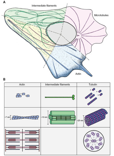 Figure 2 Cytoskeletal systems.