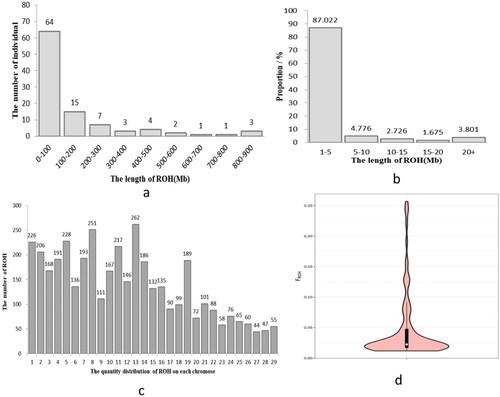 Figure 5. ROH analysis results. (a) Sample distribution of individual ROH lengths (the x-coordinate represents the length intervals of ROH, while the y-coordinate represents the number of individuals). (b) ROH length distribution across the population (the x-coordinate represents the length intervals of ROH, while the y-coordinate represents the population proportion). (c) distribution of ROH quantity on each chromosome (the x-coordinate represents the chromosome number, while the y-coordinate represents the ROH number). (d) distribution map of the inbreeding coefficient value (FROH) based on ROH (the white dots represent the median value of FROH within the Dengchuan cattle population. The upper and lower quartiles are represented by the upper and lower edges of the black box.).