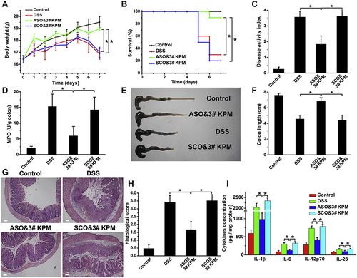 Figure 10 The microspheric vehicle, 3# KPM, composed of cationic konjac glucomannan (cKGM), phytagel, and an antisense oligonucleotide against TNF-α, showed anti-colitis activity. (A) Body weight changes were observed over time. (B) Survival analysis. (C) Disease activity index was calculated to evaluate the severity of colitis. (D) myeloperoxidase (MPO) activity determination. (E and F) Colon length was measured as an indicator of inflammation and tissue damage. (G and H) Colon sections were stained with H&E and histopathological scoring was conducted to assess inflammatory cell infiltration and tissue damage. Scale bar: 100 μm. (I) The levels of colonic inflammatory cytokines (IL-1β, IL-6, IL-12p70, and IL-23) were determined in DSS colitic mice with different treatments. Results are expressed as the mean (SEM). *p<0.05. Reprinted from Biomaterials; 48, Huang Z, Gan J, Jia L et al. An orally administrated nucleotide-delivery vehicle targeting colonic macrophages for the treatment of inflammatory bowel disease. 26–36. Copyright 2015, with permission from Elsevier.Citation215