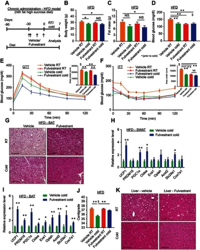 Figure 6 Fulvestrant treatment improves the metabolism of diet-induced obese/diabetic mice. (A–K) Chronic administration in a high-fat diet (HFD) model: at the age of two-month-old onwards, WT female mice were fed with high-fat high-sucrose diet. Two months later, as described in (A), the females were given a vehicle or 40 mg/kg/injection Fulvestrant for a month, then they were subjected to cold-exposure (6 °C) for 7 days or maintained at RT (23 °C). (B) Body weight, n≥11. (C) Fat mass by NMR, n≥17. (D) Blood glucose levels of vehicle-treated and Fulvestrant-treated females on HFD, n≥7. (E–F) Glucose tolerance (E) and insulin tolerance (F) tests were performed in vehicle-treated and Fulvestrant-treated females on HFD at RT (a week prior to cold-exposure) and immediately after cold-exposure. Mice were fasted, i.p. injected with 1.25 g/kg glucose (E) or 0.75 mU/g insulin (F), and their glucose levels were monitored, n≥8. Insets – areas under curve. (G) Representative H&E-stained histological sections of BAT, n≥7. (H–I) Relative mRNA levels, quantified by qPCR, of brown/beige adipocyte markers expressed in SWAT (IGW) (H), and BAT (I) at cold, n≥6. (J) Body temperature (rectal probe) of vehicle-treated and Fulvestrant-treated females on HFD at RT and cold, n≥7. (K) Representative H&E-stained histological sections of the liver. Scale bars =100 µm. Error bars indicate S.E.M. Statistical significance assessed by two-tailed Student’s t-test, *p<0.05, **p<0.01, NS, not significant; and one-way ANOVA test, $p<0.01.