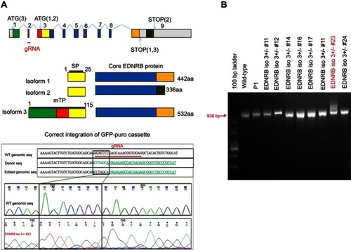 Figure 2 Establishment and validation of A375 EDNRB iso3 -/- #23 cells. (A) Schematic representation of the EDNRB genomic region. There are three alternatively spliced isoforms. EDNRB isoform 1 has 442 amino acid residues. EDNRB isoform 2 has 336 amino acid residues with a unique 3ʹ exon encoding the intracellular C-terminal domain. EDNRB isoform 3 has a unique 5ʹ exon encoding 89 amino acids, which has 532 amino acid residues. Red line indicates gRNA primer position. (B) The 936 bp length of fragment surrounding the edited part was amplified and the amplicons from each puromycin-resistant colonies were separated in agarose gels. EDNRB isoform 3 -/-#23 cells contains integrated the GFP-puromycin cassette as the figure shown.Abbreviations: SP, signal peptide; mTP, mitochondrial targeting peptide; WT, wild-type.