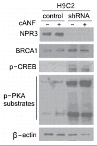 Figure 3. Upregulation of breast cancer type 1 susceptibility protein (BRCA1), cAMP response element-binding protein (CREB) and cAMP-dependent protein kinase (PKA) in NPR3 knock-down H9C2 cells. Immunoblot analysis of NPR3, BRCA1, CREB and PKA was performed in lysates of NPR3 knock-down and control H9C2 cells treated with or without a selective NPR3 agonist Canf.