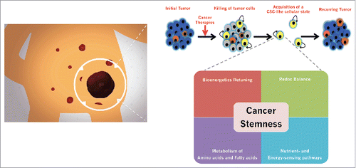 Figure 1. Metabolic restructuring and the acquisition of CSC cellular states: Beyond the nuclear-centric view of cancer stemness. The inherent aggressiveness of carcinomas appears to derive not from the pre-existing content of CSC, but rather from the intrinsic proclivity of a given tumor tissue to generate new CSC-like cellular state from non-CSC cell populations. We are accumulating evidence that enabling such cellular plasticity potential in cancer tissues requires an underexplored integration of metabolic stimuli with the epigenetic control of cell fate.Citation122,135 Metabolic-related processes including bioenergetic retuning, redox balance, restructuring of biosynthetic requirements, and relative shifts in metabolic sensors and regulators are not secondary consequences of the acquisition of cancer cell stemness but they exert an important modulatory role.Citation140,141