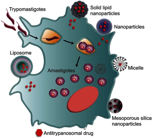 Figure 1 Nanomaterials used against Chagas disease. Strategies and application of nanocarrier-based drug delivery systems, such as liposomes, micelles, mesoporous silica nanoparticles, polymeric and non-polymeric nanoparticles to optimize the delivery of antitrypanosomal agents.