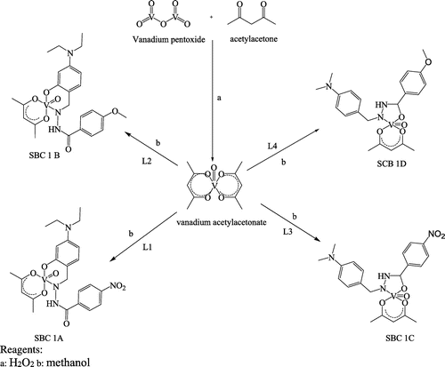Scheme 3. A detailed synthetic pathway for the Schiff base complexes.