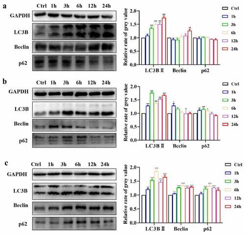 Figure 5. ICA activate autophagy in EA.hy926 cells. The relative expression levels of LC3B, Beclin and p62 of group (a)2.5 μM, (b)5 μM and (c)10 μM were measured by Western blotting and quantitation