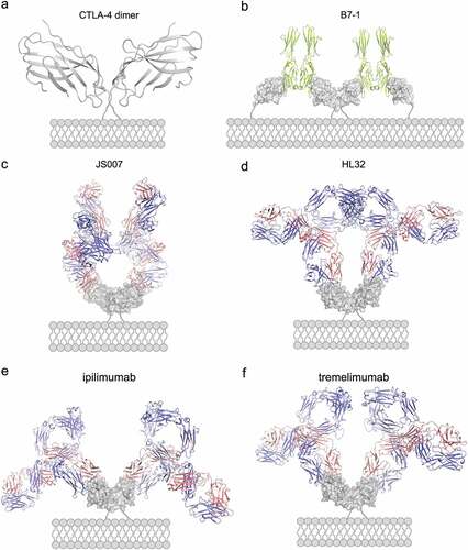Figure 6. Structural modeling of the binding of full-length antibody to dimeric CTLA-4 on cell surface. (a-b) Structure of dimeric CTLA-4 (a) and the binding of B7-1 to dimeric CTLA-4 (b). The B7-1 is depicted in lemon while CTLA-4 in gray. (c-f) Structure of full-length JS007 (c), HL32 (d), ipilimumab (e) and tremelimumab (f) antibodies to dimeric CTLA-4. The heavy chain of antibody is presented as cartoon in blue, while the light chain is colored in salmon. The dimeric CTLA-4 is presented as surface and colored in gray.